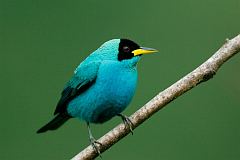 Green Honeycreeper