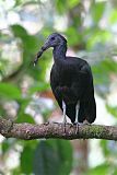 Green Ibis