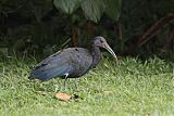 Green Ibis