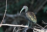 Green Ibis