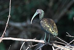 Green Ibis