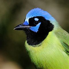 Green Jay