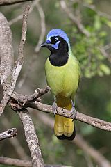 Green Jay