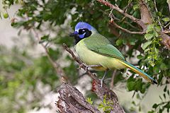 Green Jay