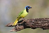 Green Jay