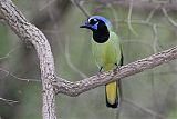 Green Jay