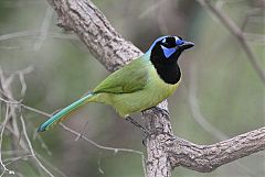 Green Jay