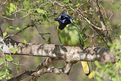 Green Jay