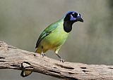 Green Jay