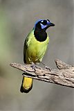 Green Jay