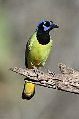 Green Jay