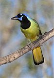 Green Jay