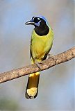 Green Jay