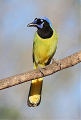 Green Jay