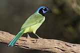 Green Jay