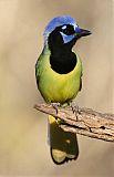 Green Jay