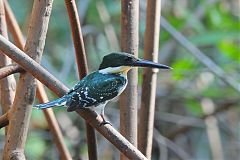 Green Kingfisher