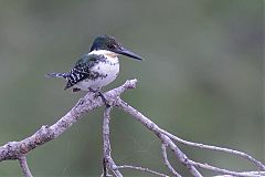 Green Kingfisher