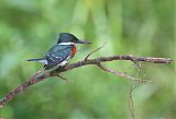 Green Kingfisher