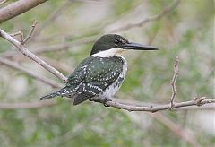 Green Kingfisher