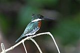 Green Kingfisher