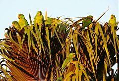 Green Parakeet