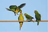 Green Parakeetborder=