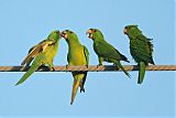 Green Parakeetborder=