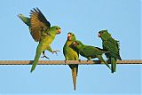 Green Parakeet