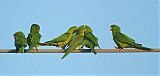 Green Parakeet