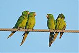 Green Parakeetborder=