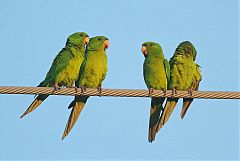 Green Parakeet