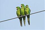 Green Parakeet