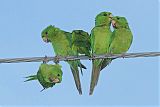 Green Parakeetborder=