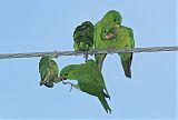 Green Parakeet