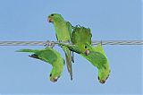 Green Parakeetborder=