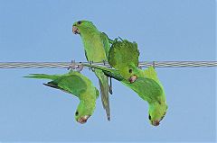 Green Parakeet