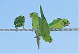 Green Parakeet