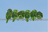 Green Parakeetborder=