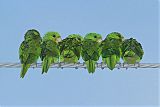 Green Parakeet