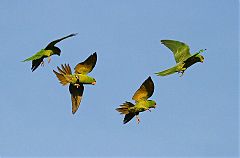 Green Parakeet