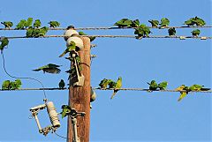 Green Parakeet