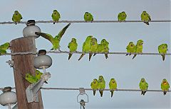 Green Parakeet