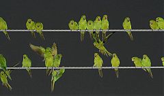 Green Parakeet