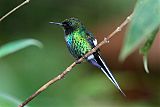 Green Thorntail