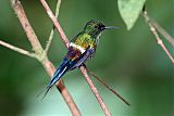 Green Thorntail