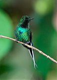 Green Thorntail