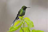 Green Thorntailborder=