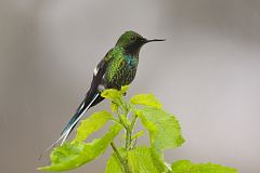 Green Thorntail