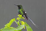 Green Thorntail